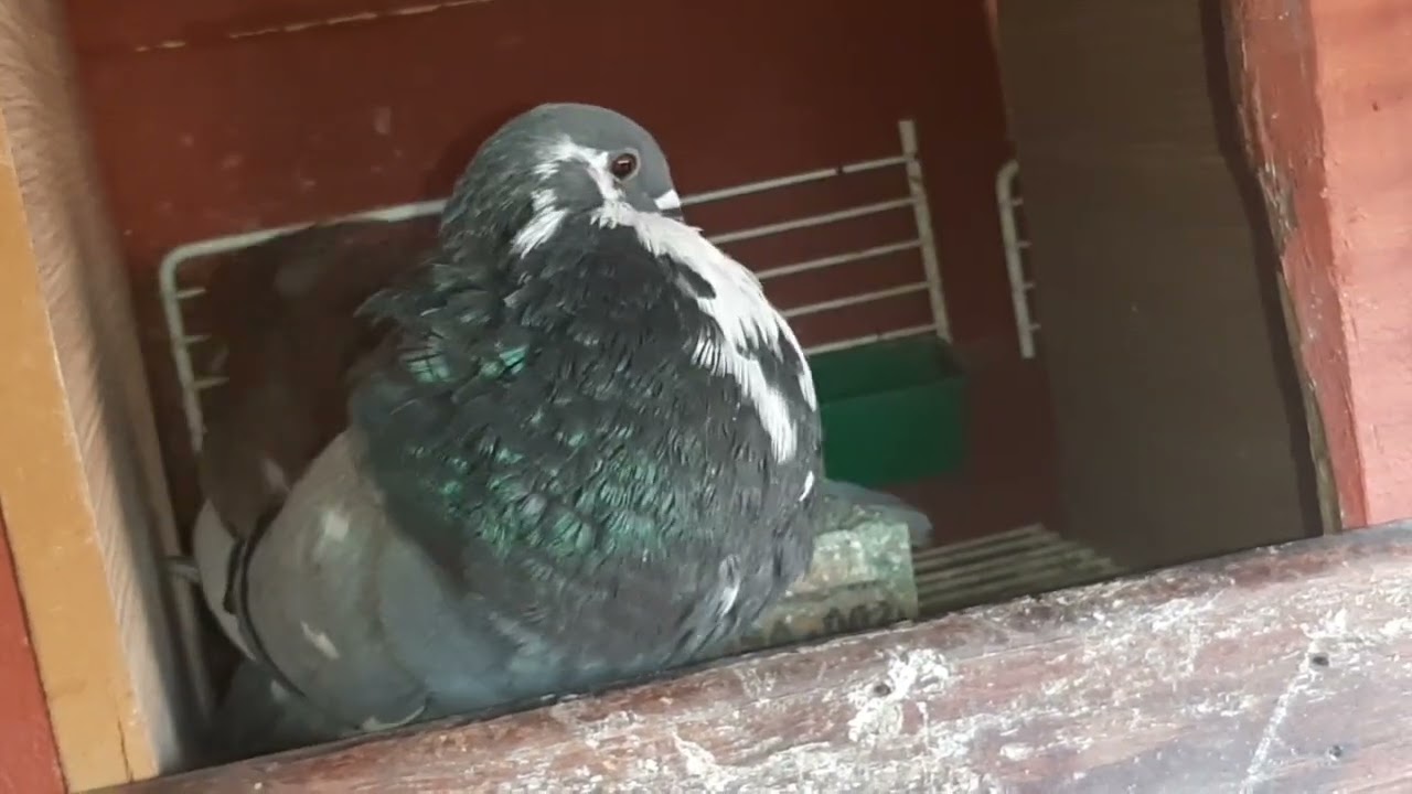 شنابر الكاديطان روعة ما شاء الله + الحمام النصاصي روعة في السماء ما شاء الله بالتوفيق للجميع