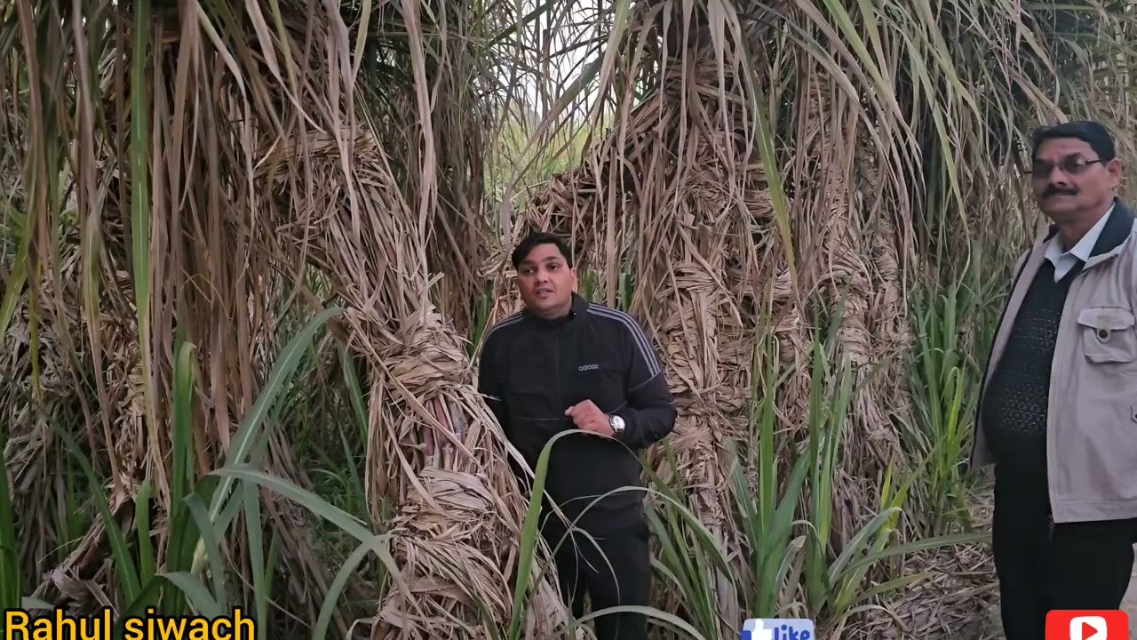 आज तक किसी ने नहीं बताया गन्ने में टॉप बॉरर पर इस तरीके से किया जा सकता है सौ परसेंट नियंत्रण