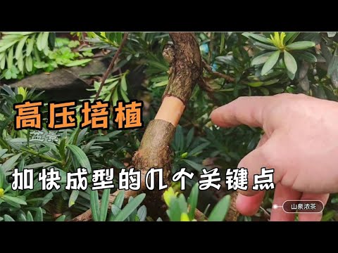 Bonsai high-pressure cultivation method盆栽の高圧栽培の方法とその形成をスピードアップするためのいくつかの重要な要素盆景高壓培植方法及加快成型的幾個關鍵因素