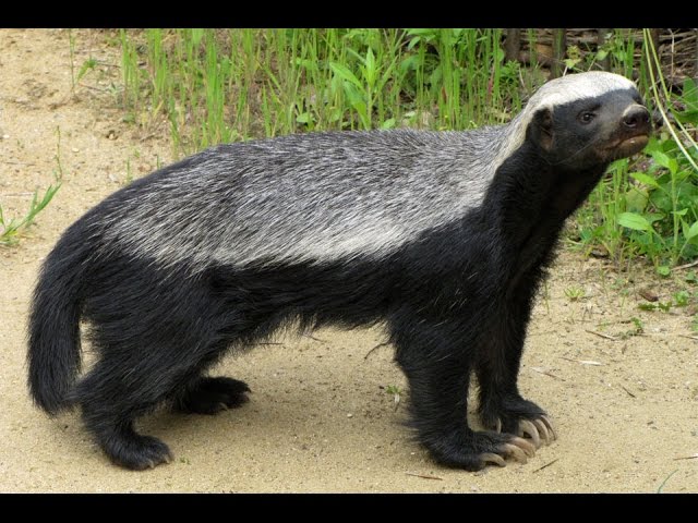 Медоед. Бесстрашный зверь