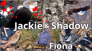Jackie & Shadow 🦅🦅 Fiona 🐿️ & Interesting Bird Visitors 10th-14th May 2024