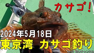 【東京湾 カサゴ釣り】2024年5月18日 [Tokyo Bay Marbled Rockfish Fishing] May 18, 2024