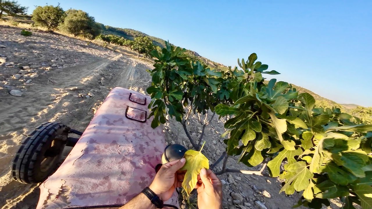 Efsane İle Hasat Öncesi İncir Bahçesini Geziyorum