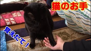 【猫のお手】Shake my hand by Tomo Channel 230 views 6 years ago 36 seconds