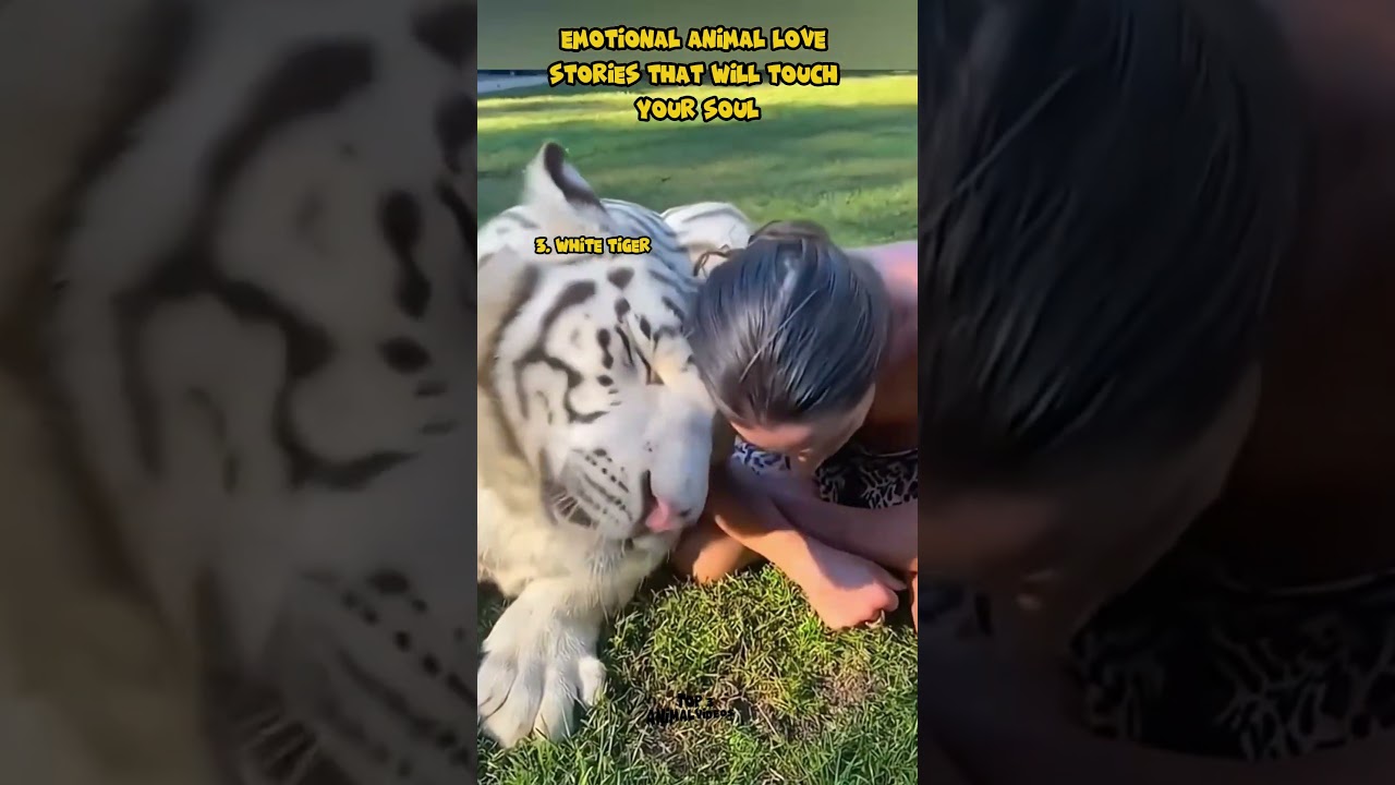 Emotional Animal Love Stories That Will Touch Your Soul 