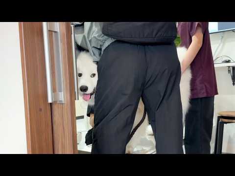 サモエドりんたろう 最新動画 苦手な注射を察して診察台の上から逃げるタイミングをずっと伺う犬がかわいすぎました。