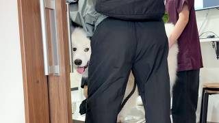 苦手な注射を察して診察台の上から逃げるタイミングをずっと伺う犬がかわいすぎました。