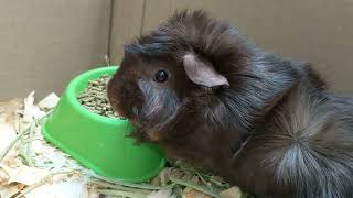 My Pet Guinea Pig