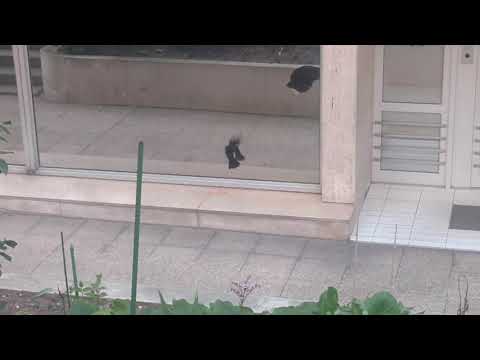 طائر يلعب مع نفسه drôle d'oiseau qui joue avec lui même
