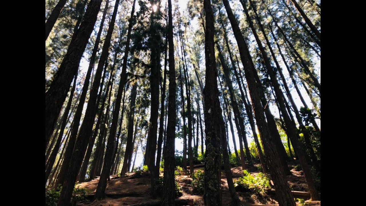 PINE VALLEY | VAGAMON SERIES-6 | ADIS VLOG-11