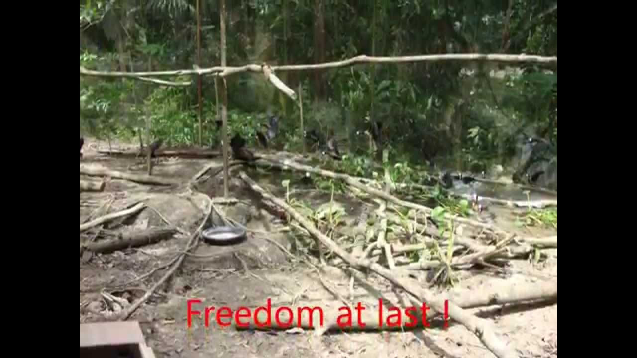 Reintroduction project of ducks in Trinidad YouTube