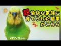 【超愉快な家族に育てられた結果がこちら】おしゃべりインコメロンちゃん