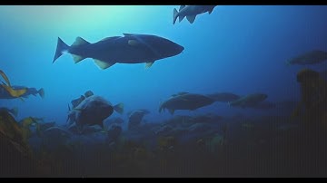 MareFrame - Co-creating Ecosystem based Fisheries Management Solutions