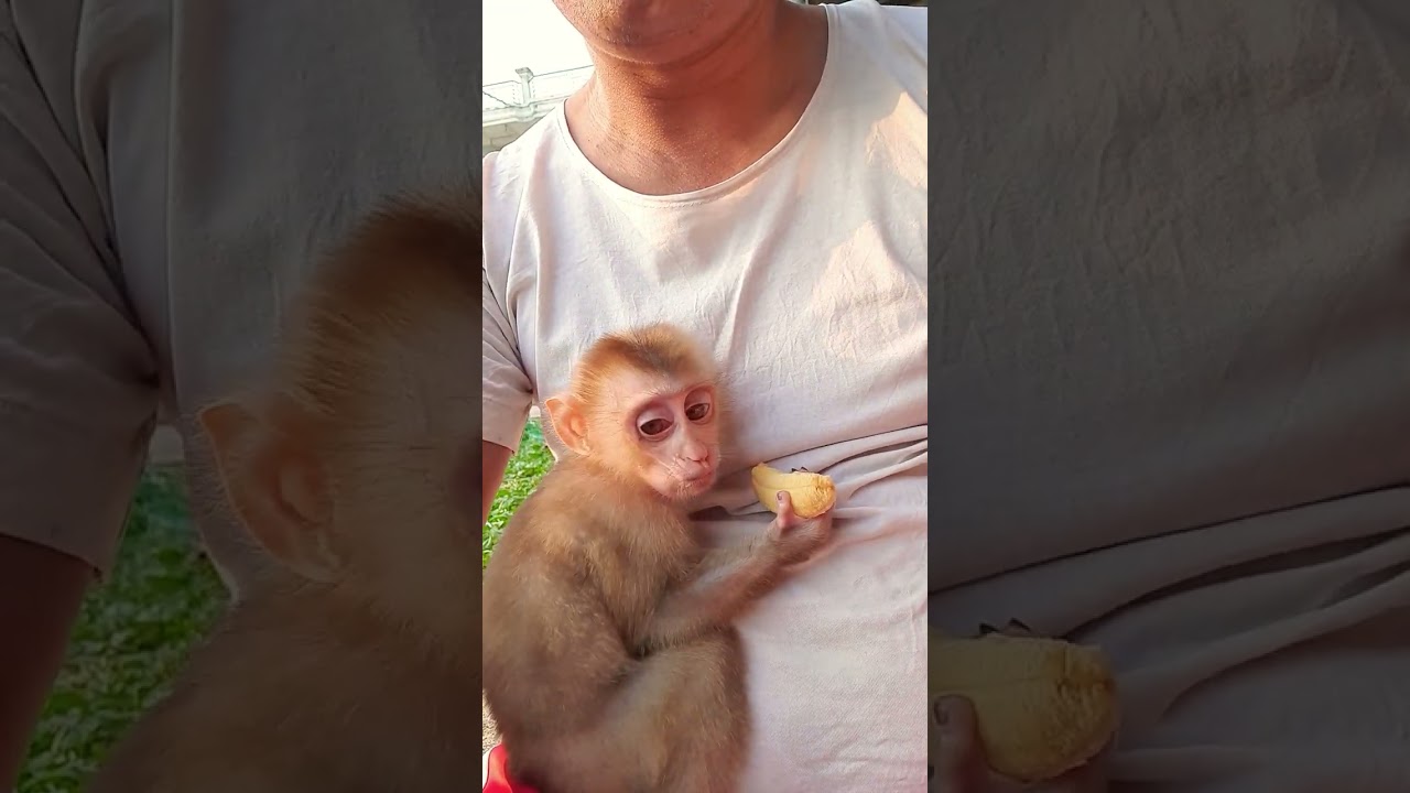 YoYo very good and banana