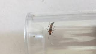 MarvelNet Series: Charlie Ants