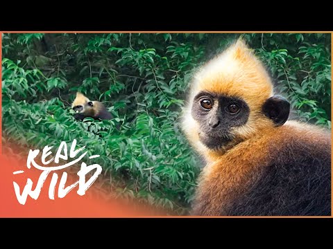 Protecting One Of The Rarest Animals On Earth | The Last Of Their Kind | Real Wild