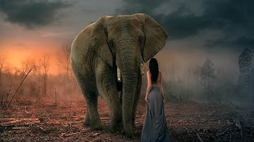 Photoshop cc manipulation tutorial | The elephant conceptual photo manipulation