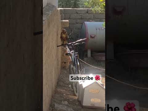 صوت عقاب مخفي