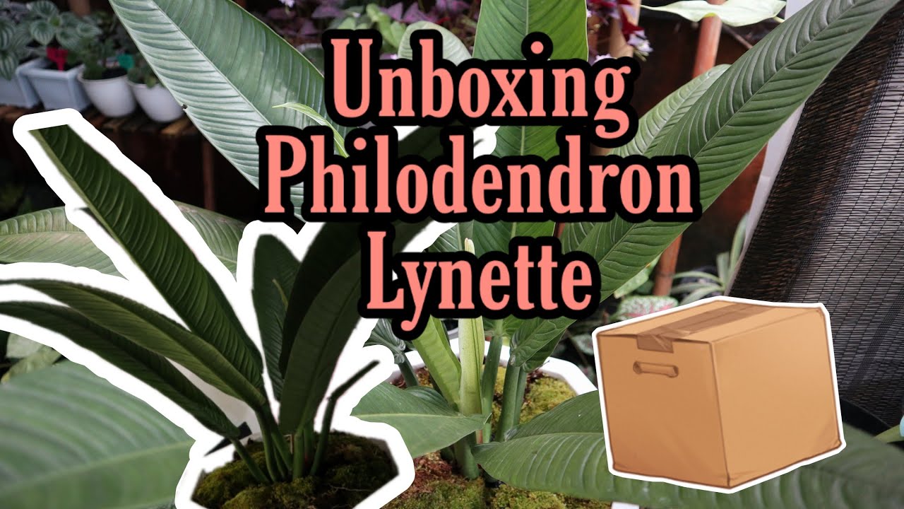 PHILODENDRON LYNETTE | UNBOXING DAN MENANAM PHILO LINET