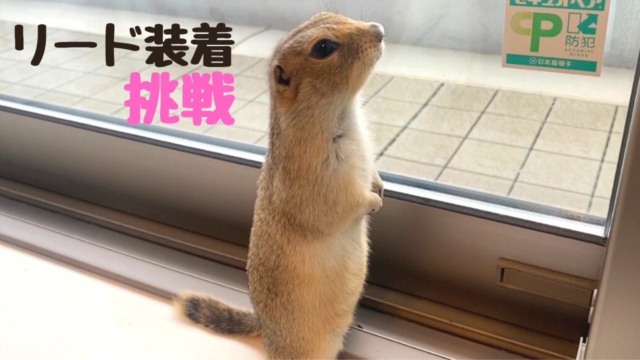 リチャードソンジリス】来る外出のときの為に練習してみた！けど