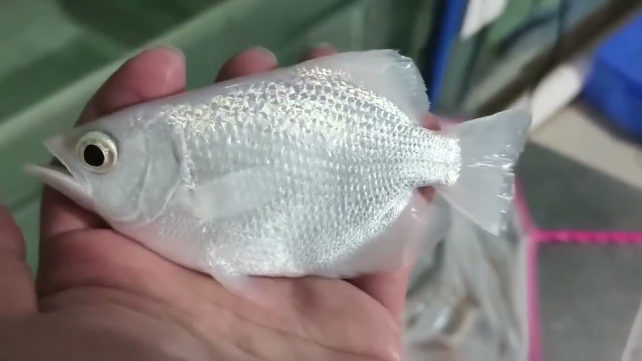 AAA Grade Platinum Banded Archerfish (Toxotes jaculatrix)