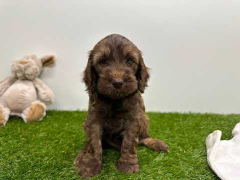 Video Cockapoo