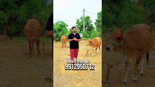 ఆల్మండా సంత ఆవులు,జెర్సీ,క్రాస్ hf ఆవులు అమ్ముతున్నారు #paadisirulu #dairyfarm #vinjamur