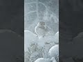 Snow Falling ❄️ Relaxing White Noise Sleep Aid  #shorts #snow #viral #sleep #video #fpy #pets