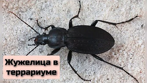 Жужелица в террариуме. #жуки