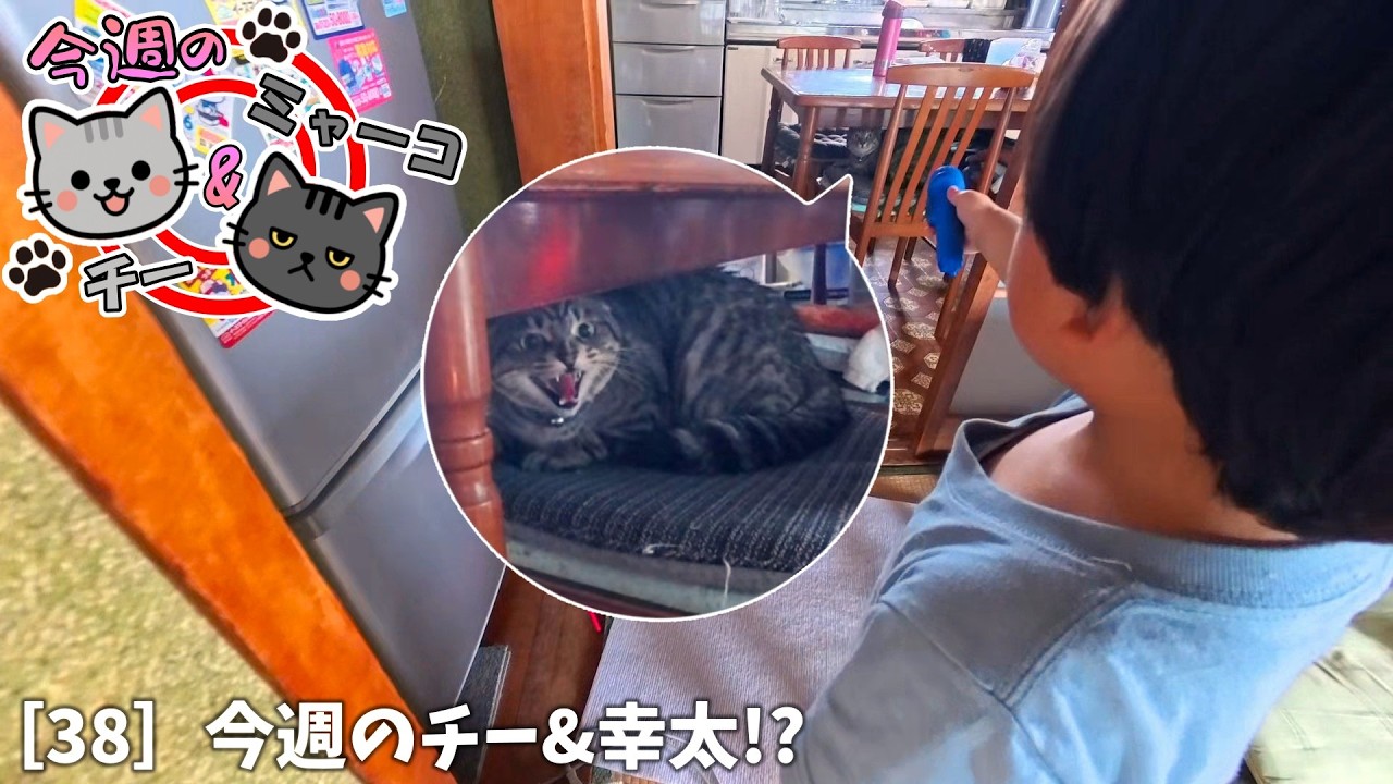 This Week C38《Kota-kun Makes an Entrance♪ Can Kota-kun Become