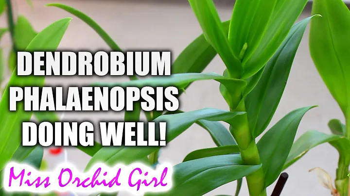 Dendrobium Phalaenopsis Orchids update and recovery - DayDayNews