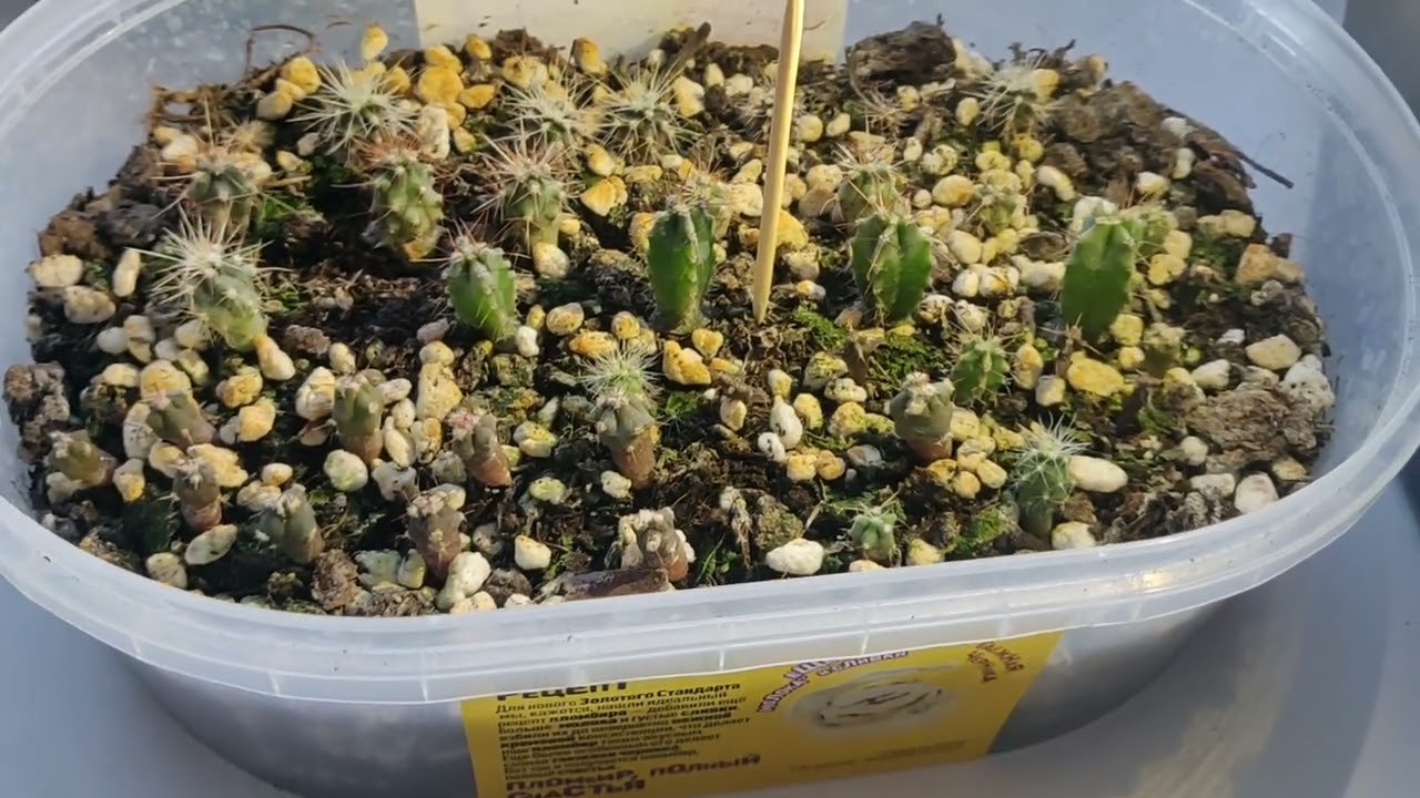 Кактусы из семян. 4 месяца спустя. Обзор. - YouTube