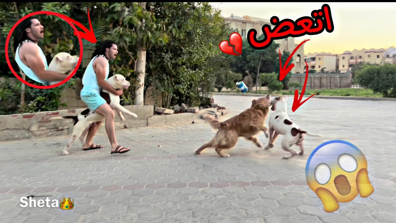 Бойка Султан нападает на собаку соседа 😱💔 (К нам приезжал мой друг и его новая собака 🐶)