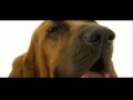 Dogs 101: Bloodhound の動画、YouTube動画。