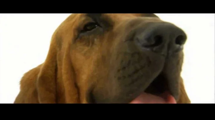 Dogs 101: Bloodhound - DayDayNews