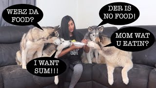 MY 4 HUSKIES REACT TO THE INVISIBLE FOOD CHALLENGE! (FUNNY REACTIONS)