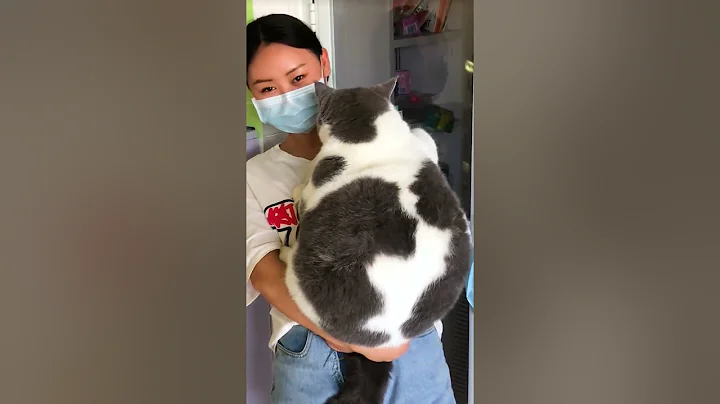 Cute and Funny Cat Videos Compilation #27