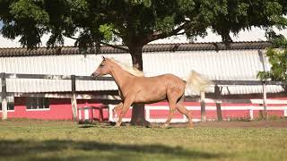 LOTE 016 - VOLP WHITE BCA - LEILÃO 21 ANOS HARAS NOROESTE