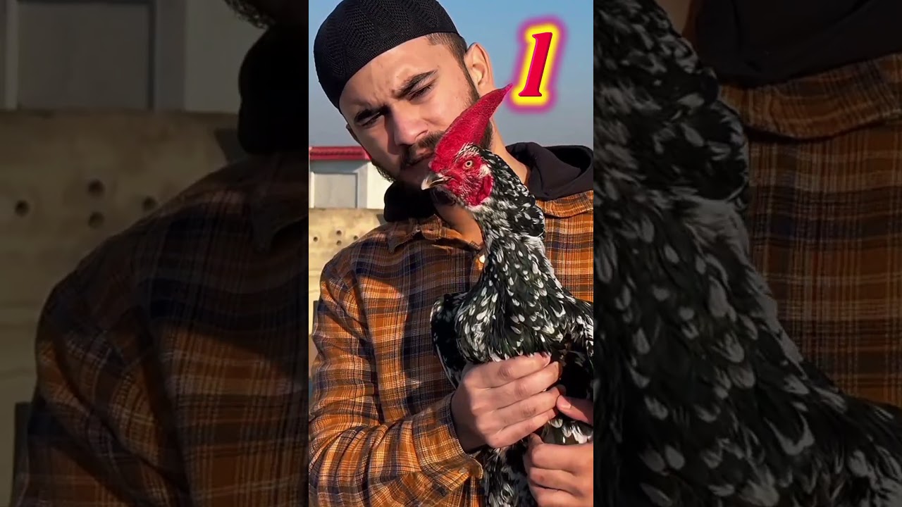 2 Bangum aseel + 2 Face 