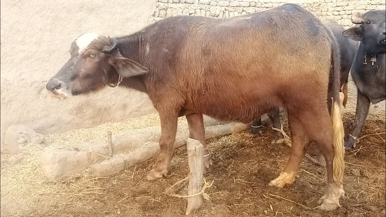 Watch pure neeli Ravi buffalo for sale in Punjab Pakistan on YouTube ...