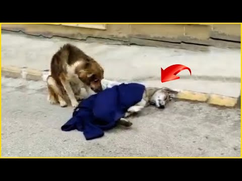 Male dog cried and begged for help, sitting quietly watching his partner going to end