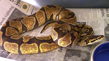 Collection Update With a Few Additions, May 2016 Pt. 1