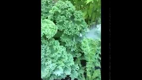 IPM Techniques for Cabbage Worms