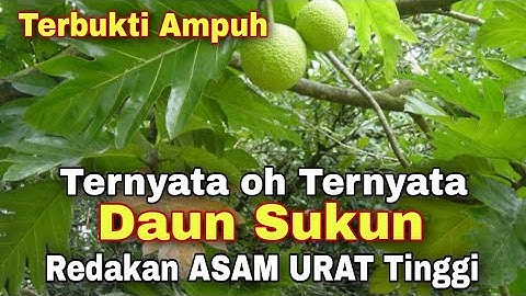 Asam Urat Tinggi Langsung Reda dengan Daun Sukun, Terbukti Ampuh