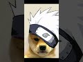 Les chien anime ont envahi le mondes images nvcayato3231 et montage bateauchak696