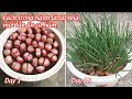 Cách trồng hành lá tại nhà một lần ăn cả năm - Growing onions at home