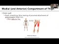MSK5 MusclesThigh