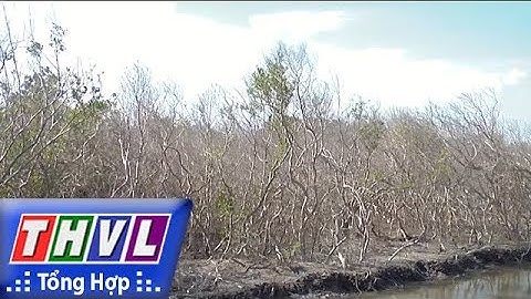 THVL | Người đưa tin 24G: Rừng phòng hộ ở Bà Rịa - Vũng Tàu chết hàng loạt do xâm lấn SX trái phép
