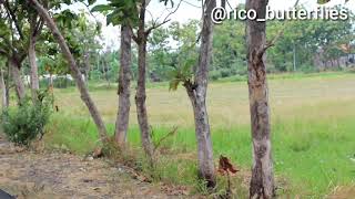 Video Pendek Lucu Rebutan Cewek