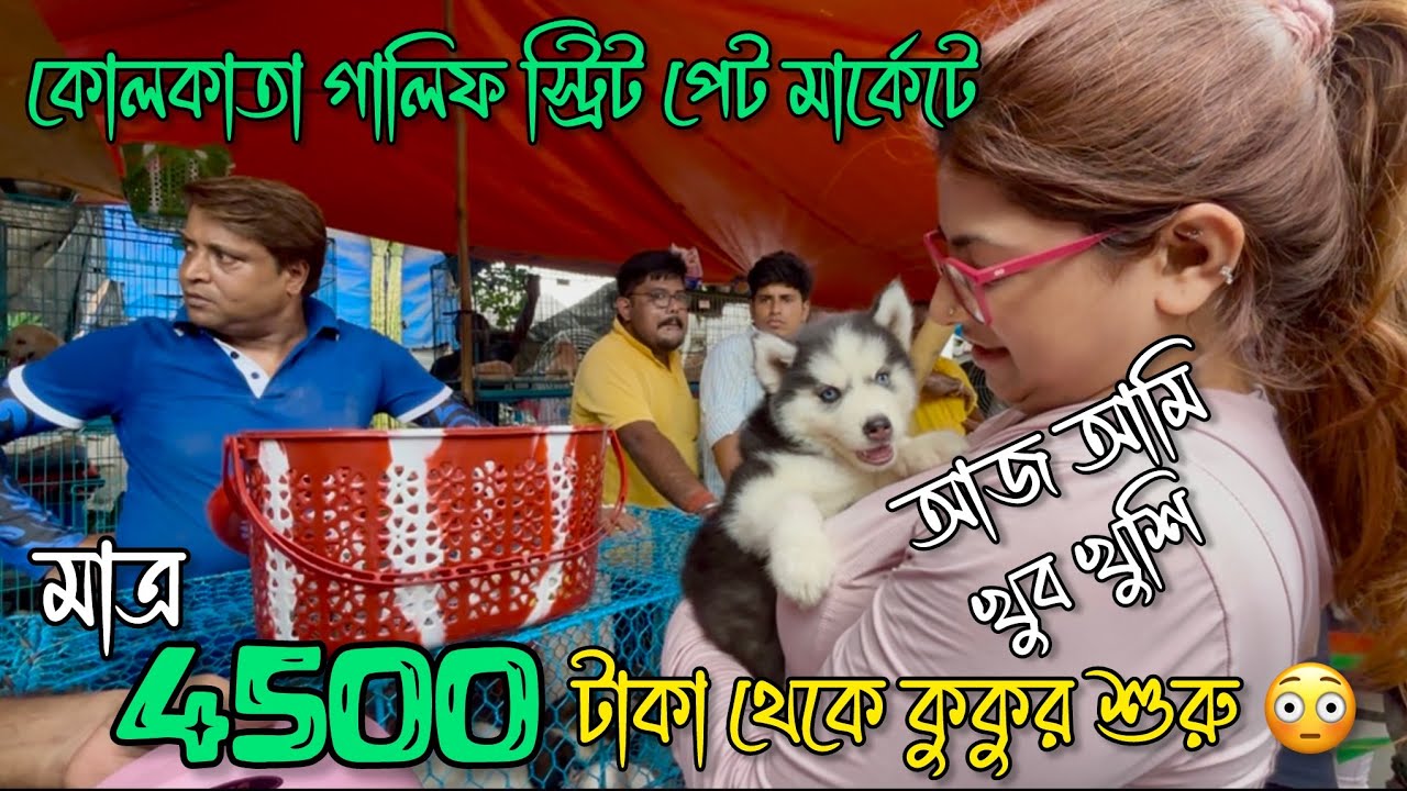 4500 টাকা থেকে কুকুর শুরু 😳🔥| Galiff Street Pet Market | Dog Market in Kolkata 